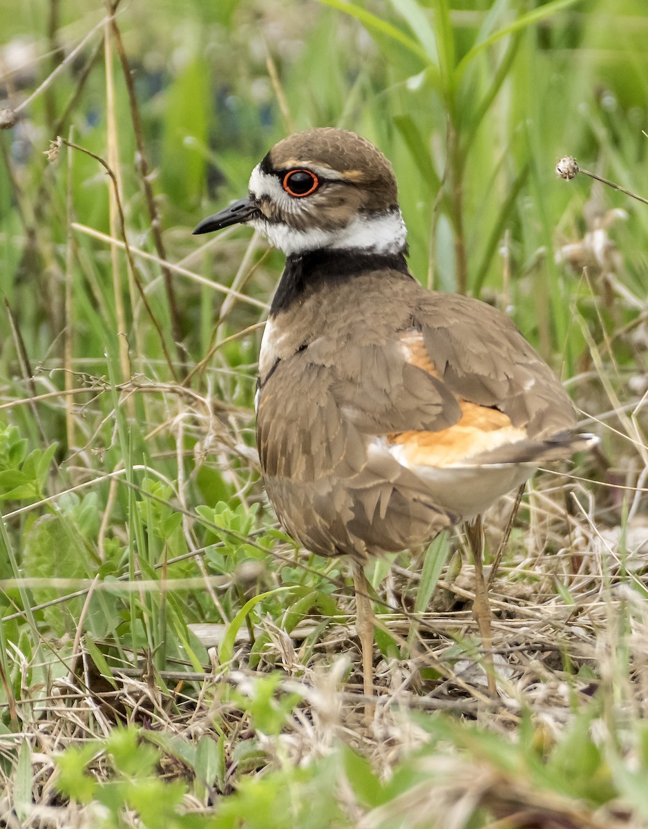 Killdeer - Ken  Czworka