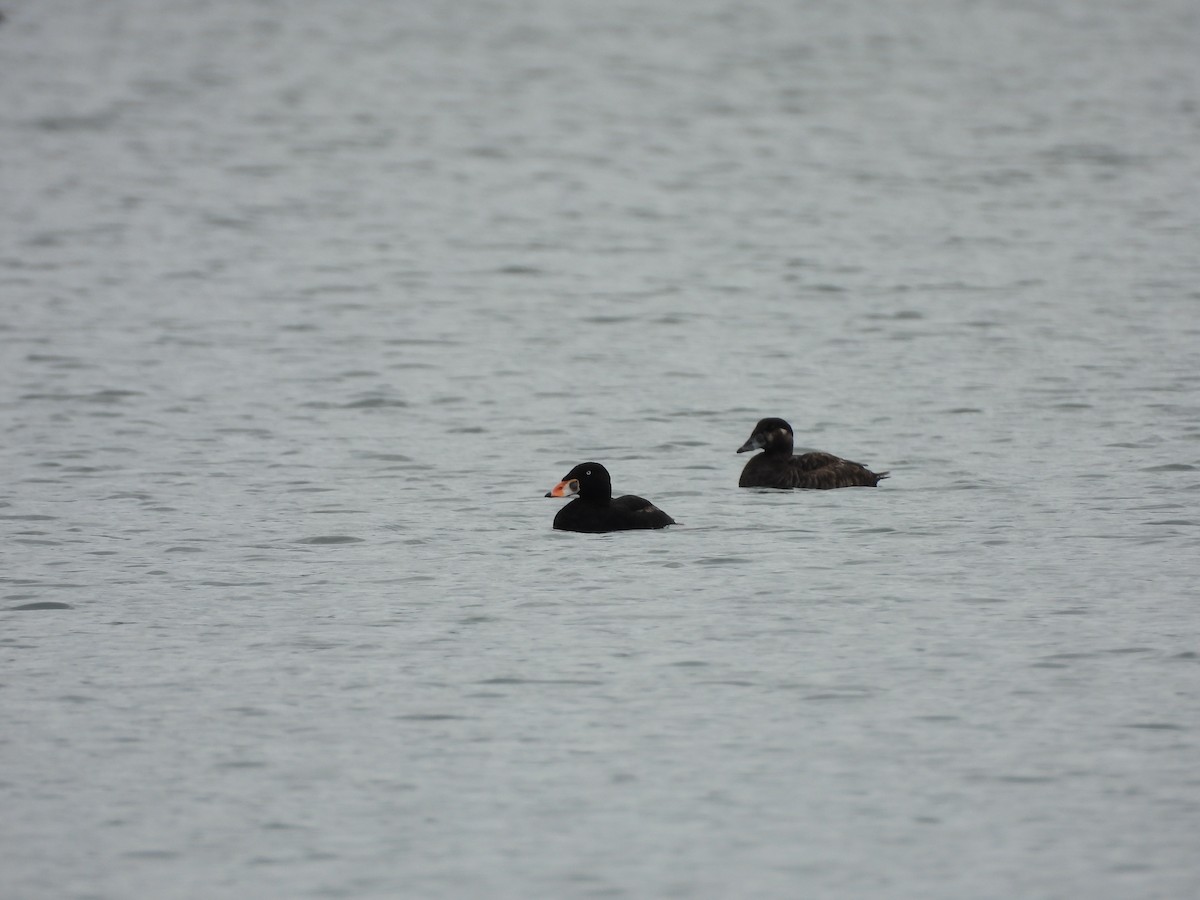 Surf Scoter - ML618241111