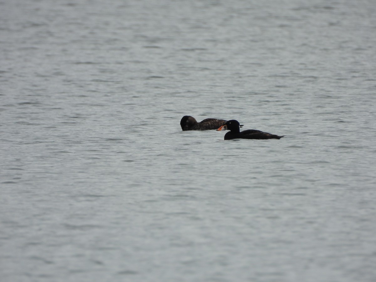 Surf Scoter - ML618241112