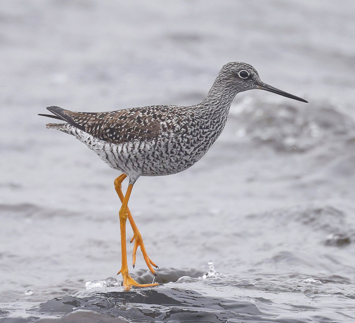 Greater Yellowlegs - ML618241113