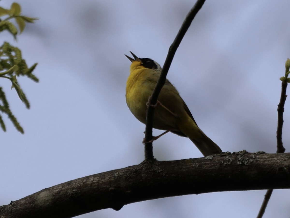 Common Yellowthroat - ML618241144