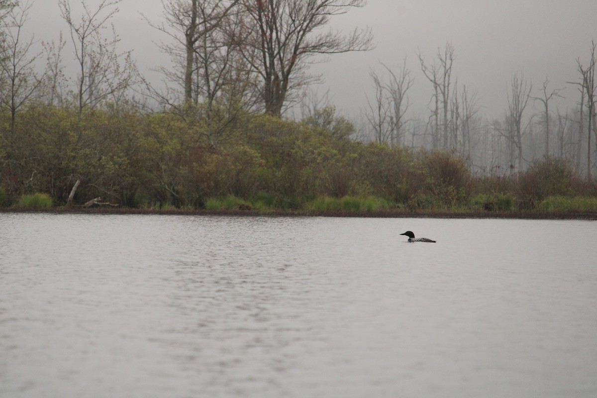 Common Loon - James Trusky