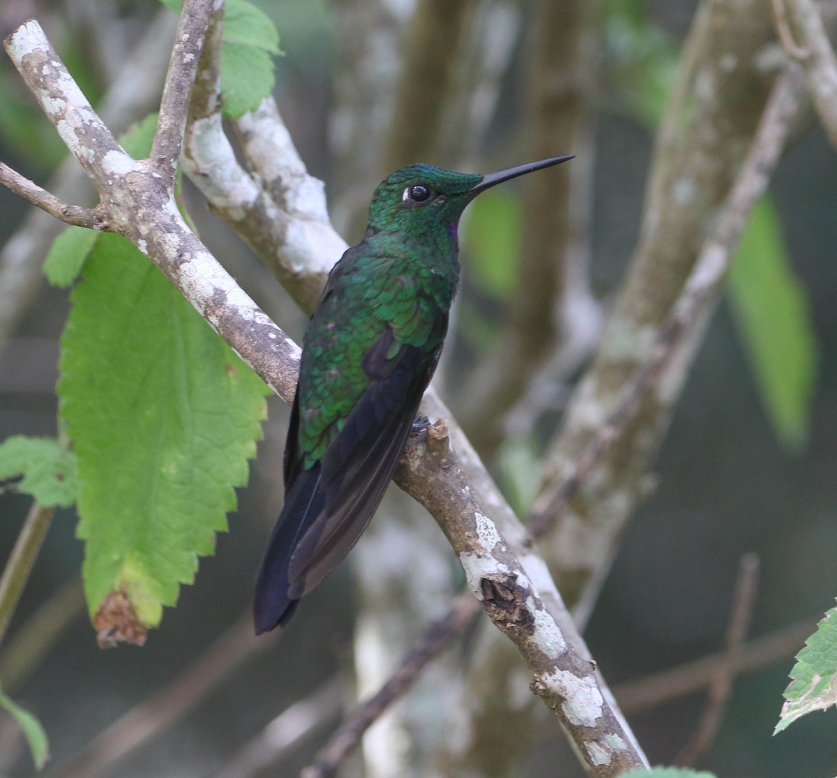 Grünstirn-Brillantkolibri - ML618241151