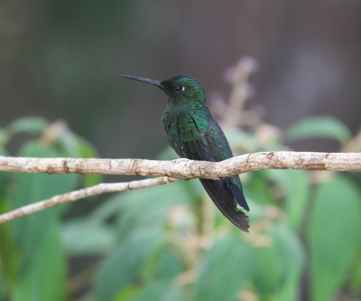 Grünstirn-Brillantkolibri - ML618241152