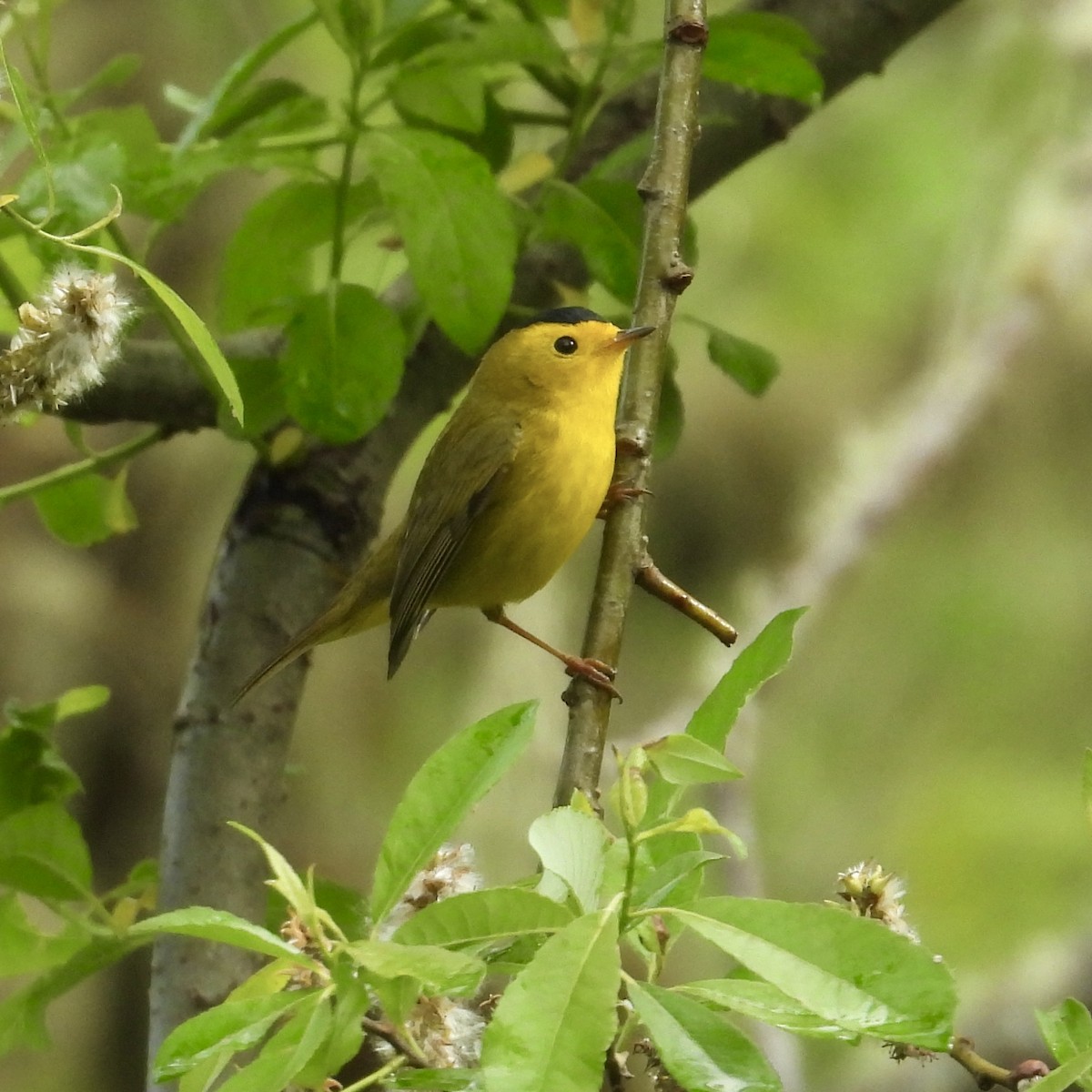 Wilson's Warbler - ML618241162