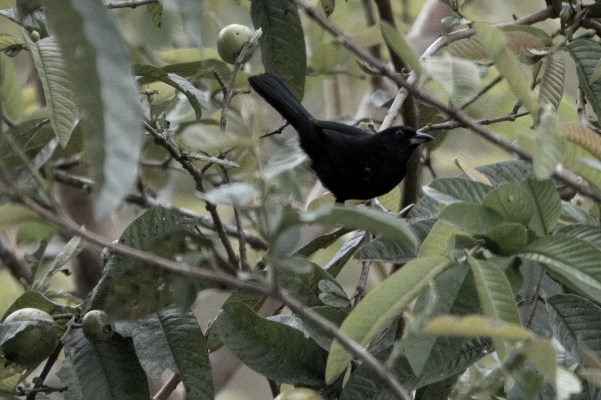 White-lined Tanager - Kevin Thompson