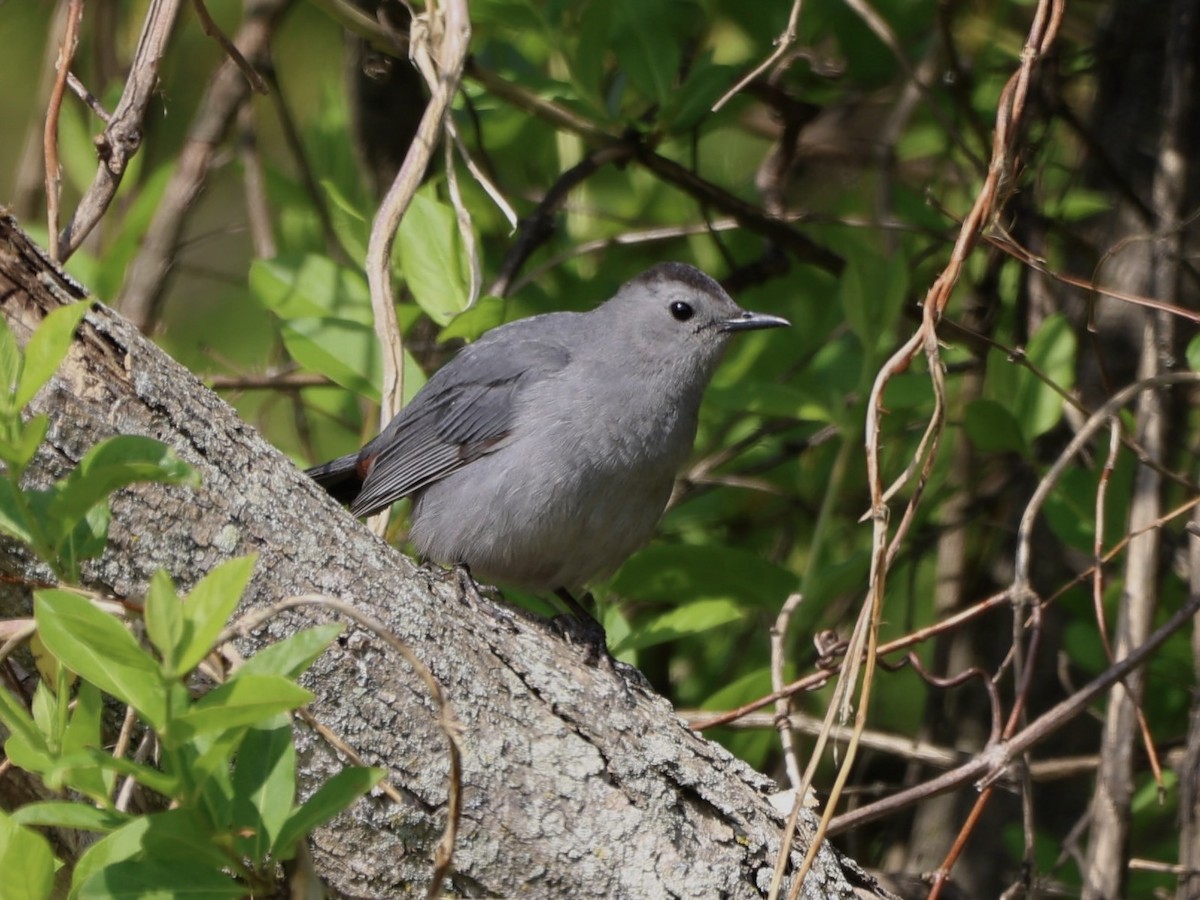 Gray Catbird - ML618241167