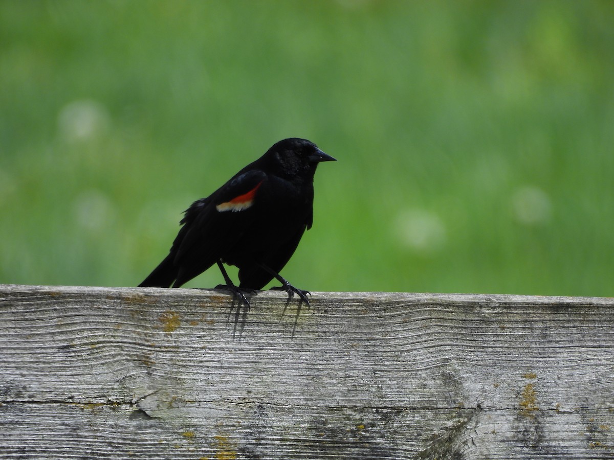 Red-winged Blackbird - ML618241184
