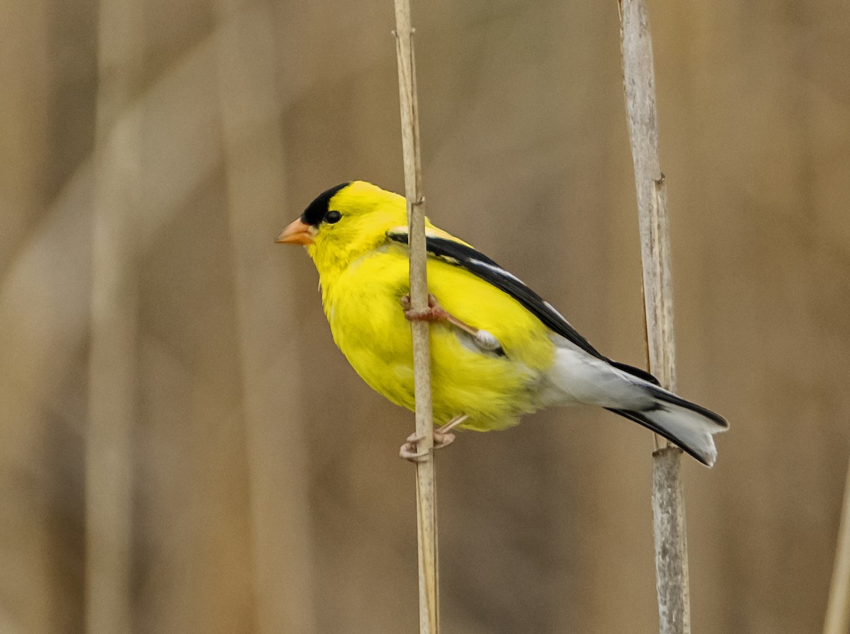 American Goldfinch - Ken  Czworka