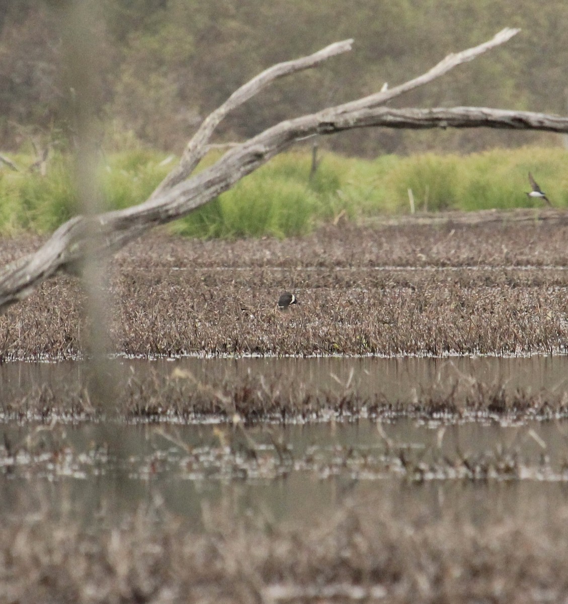 Blue-winged Teal - James Trusky