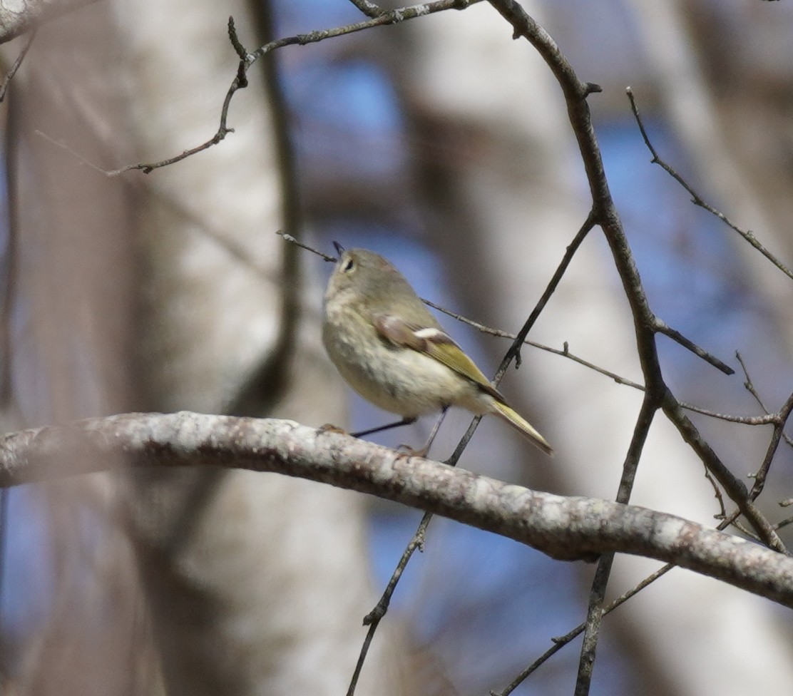 Ruby-crowned Kinglet - ML618241199