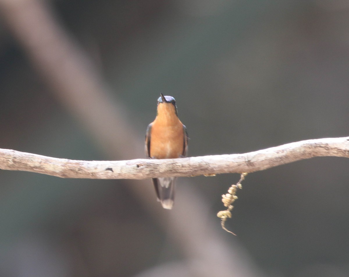 Colibri à ventre châtain - ML618241223