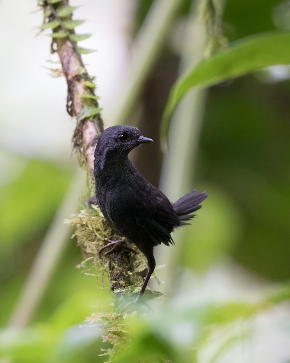 Tatama Tapaculo - ML618241230