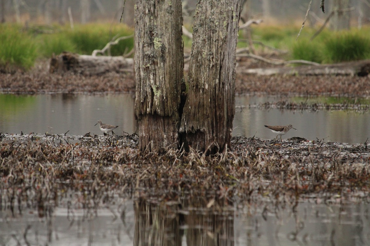 Solitary Sandpiper - ML618241251