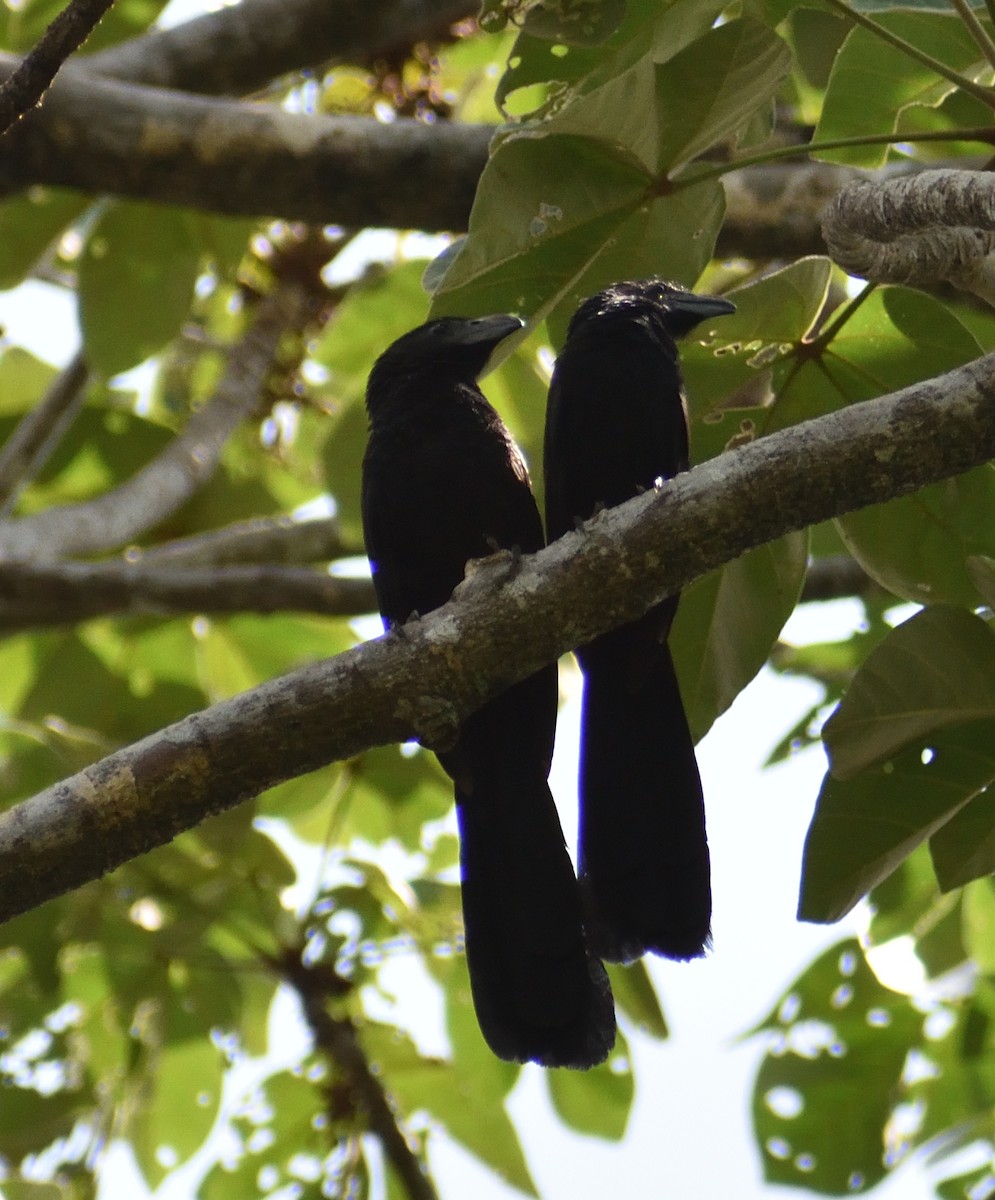 Groove-billed Ani - Ken Feng