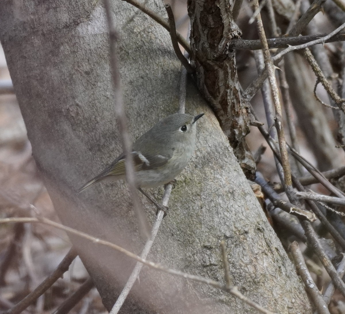 Ruby-crowned Kinglet - ML618241260