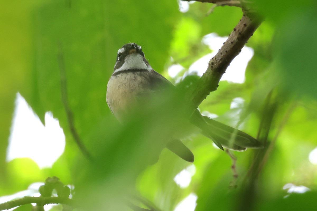 Gray Fantail - Peter Christiaen