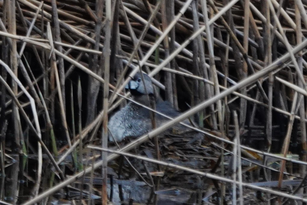 Pied-billed Grebe - Daniel Ouellette