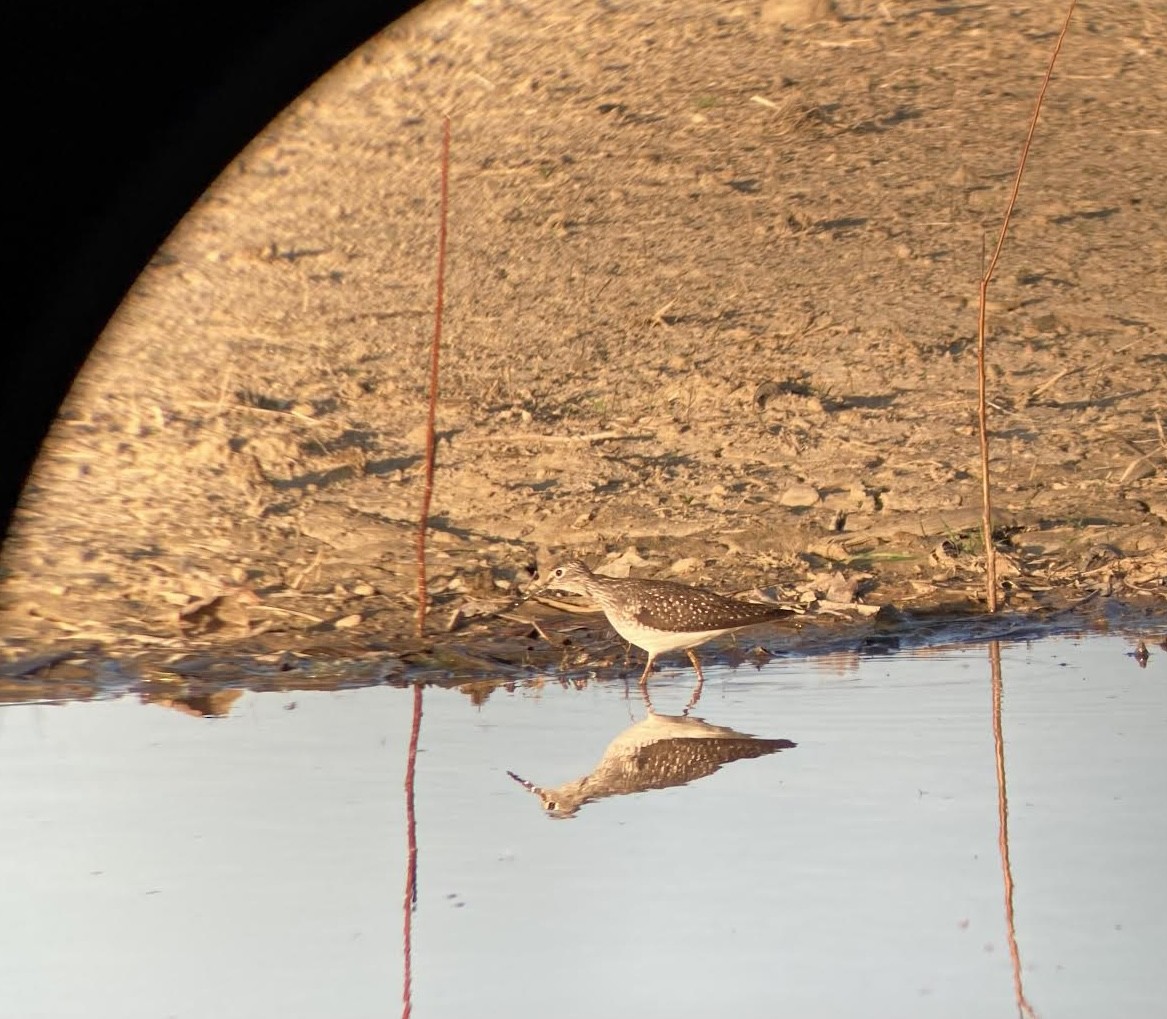 Solitary Sandpiper - Chris Lamb