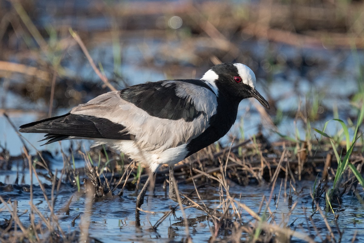 Blacksmith Lapwing - Ross Bartholomew