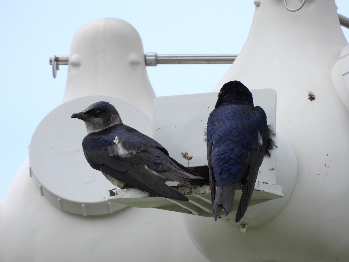 Purple Martin - ML618241318