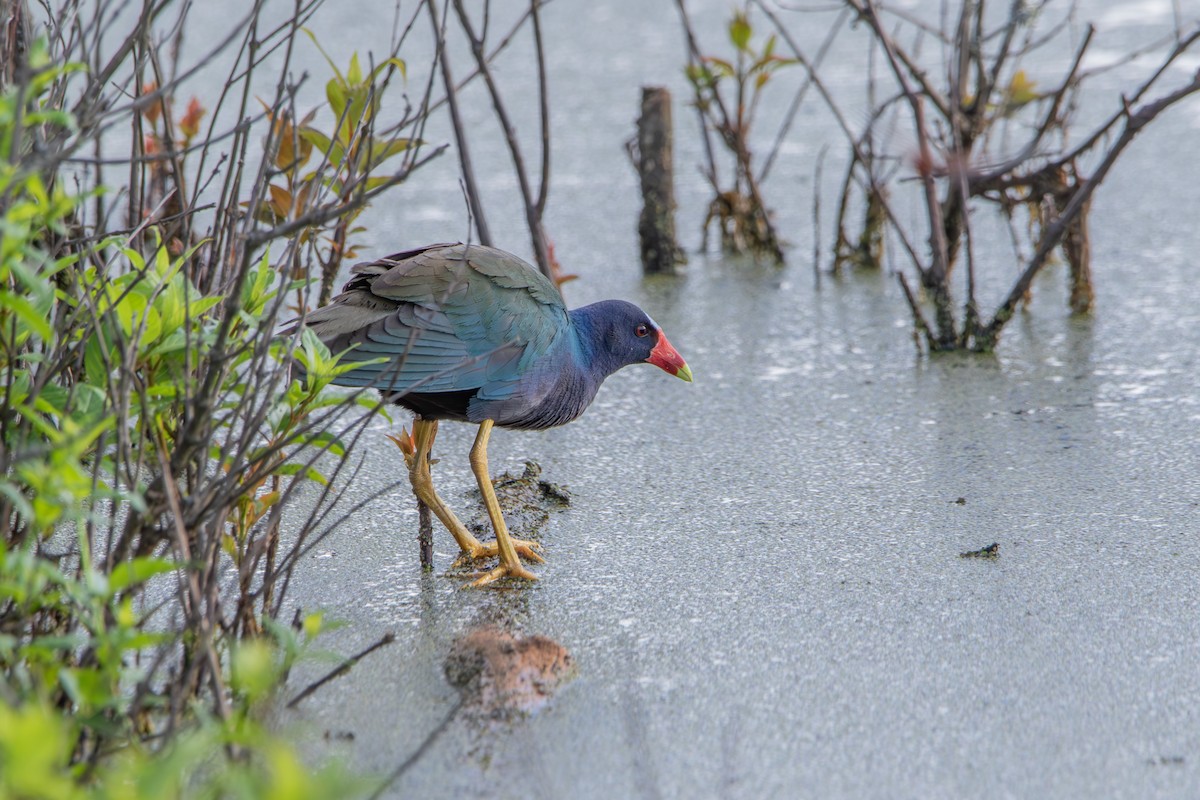 Purple Gallinule - ML618241331