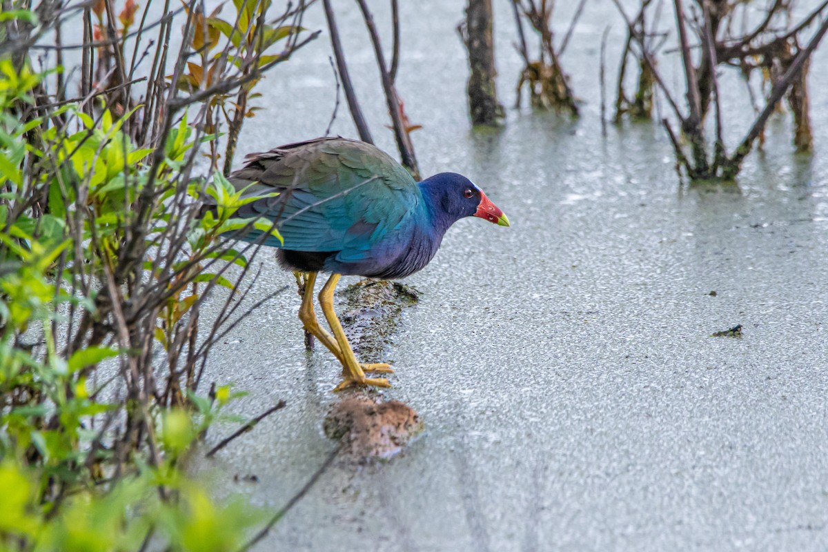 Purple Gallinule - Christie Bass