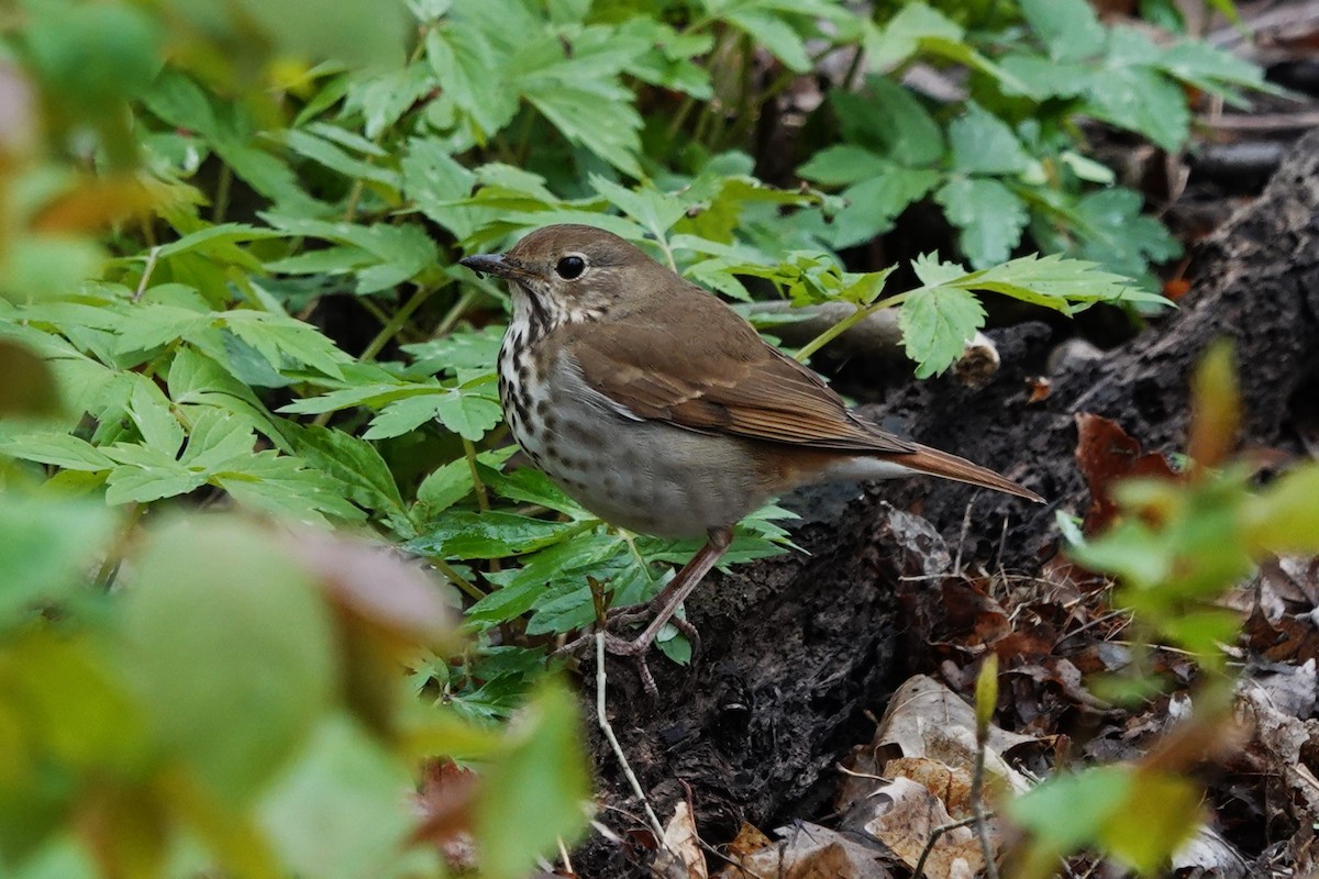 Hermit Thrush - Daniel Ouellette