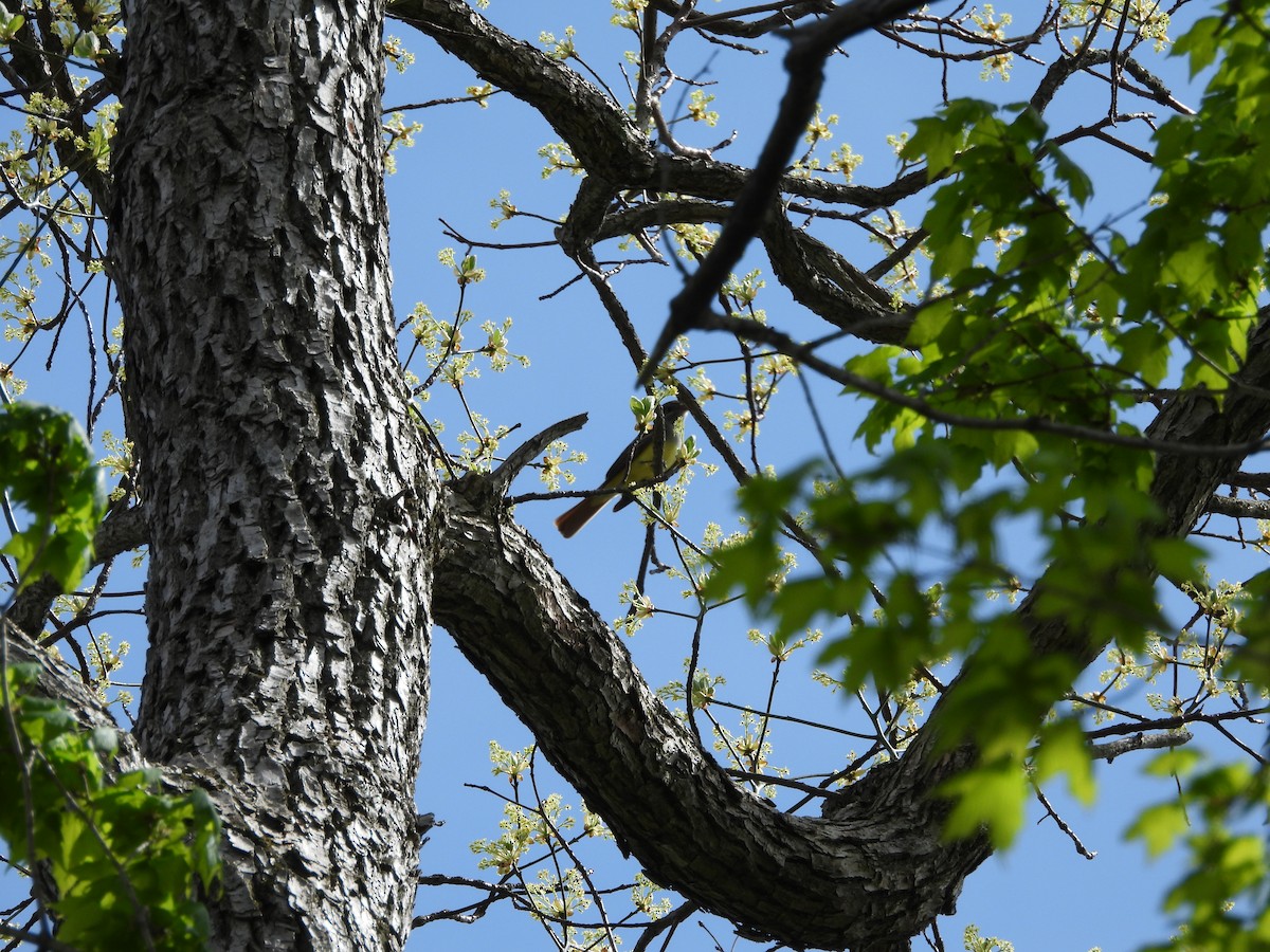 Great Crested Flycatcher - ML618241360