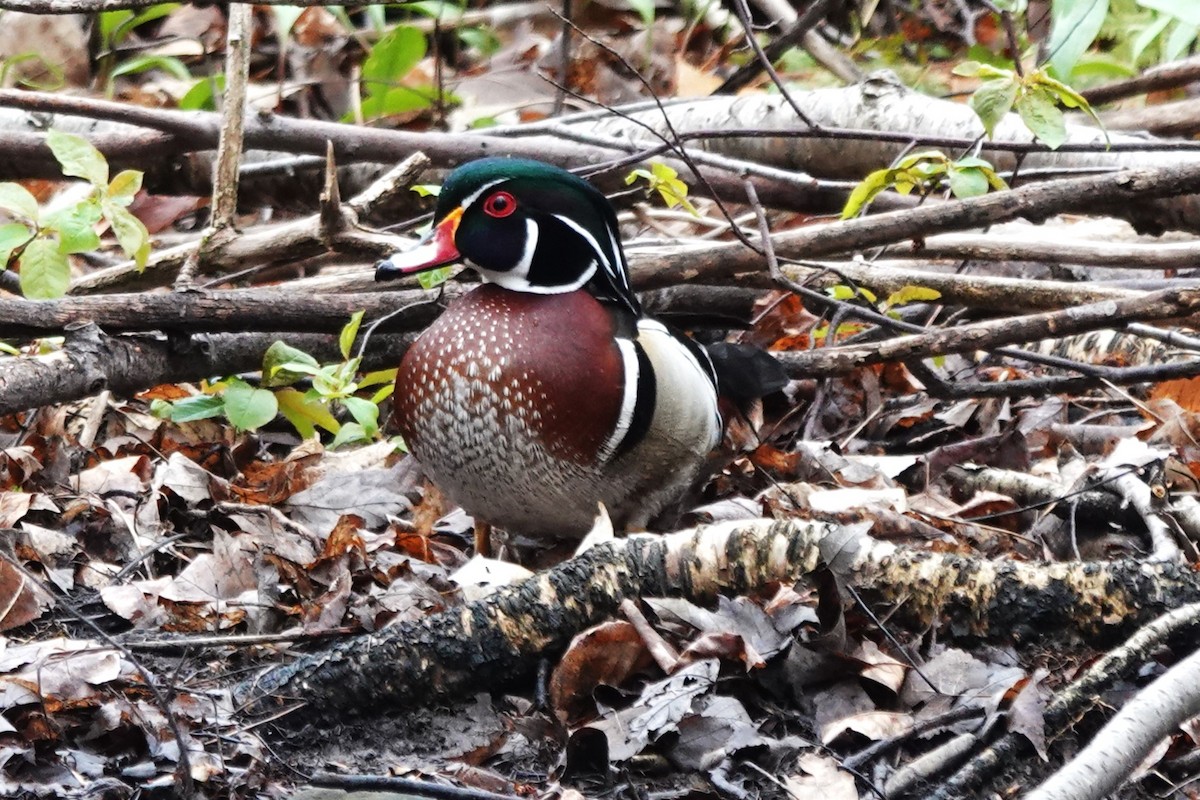 Wood Duck - Daniel Ouellette