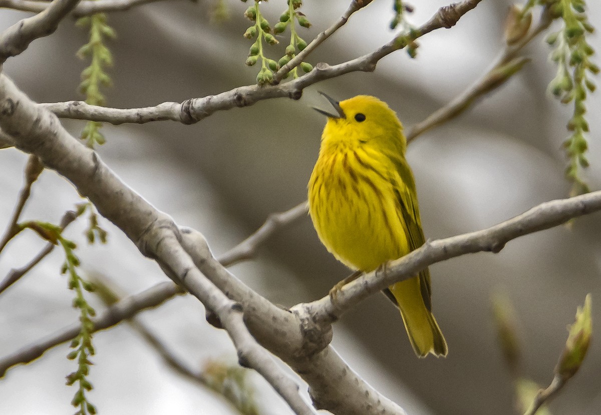 Yellow Warbler - Ken  Czworka