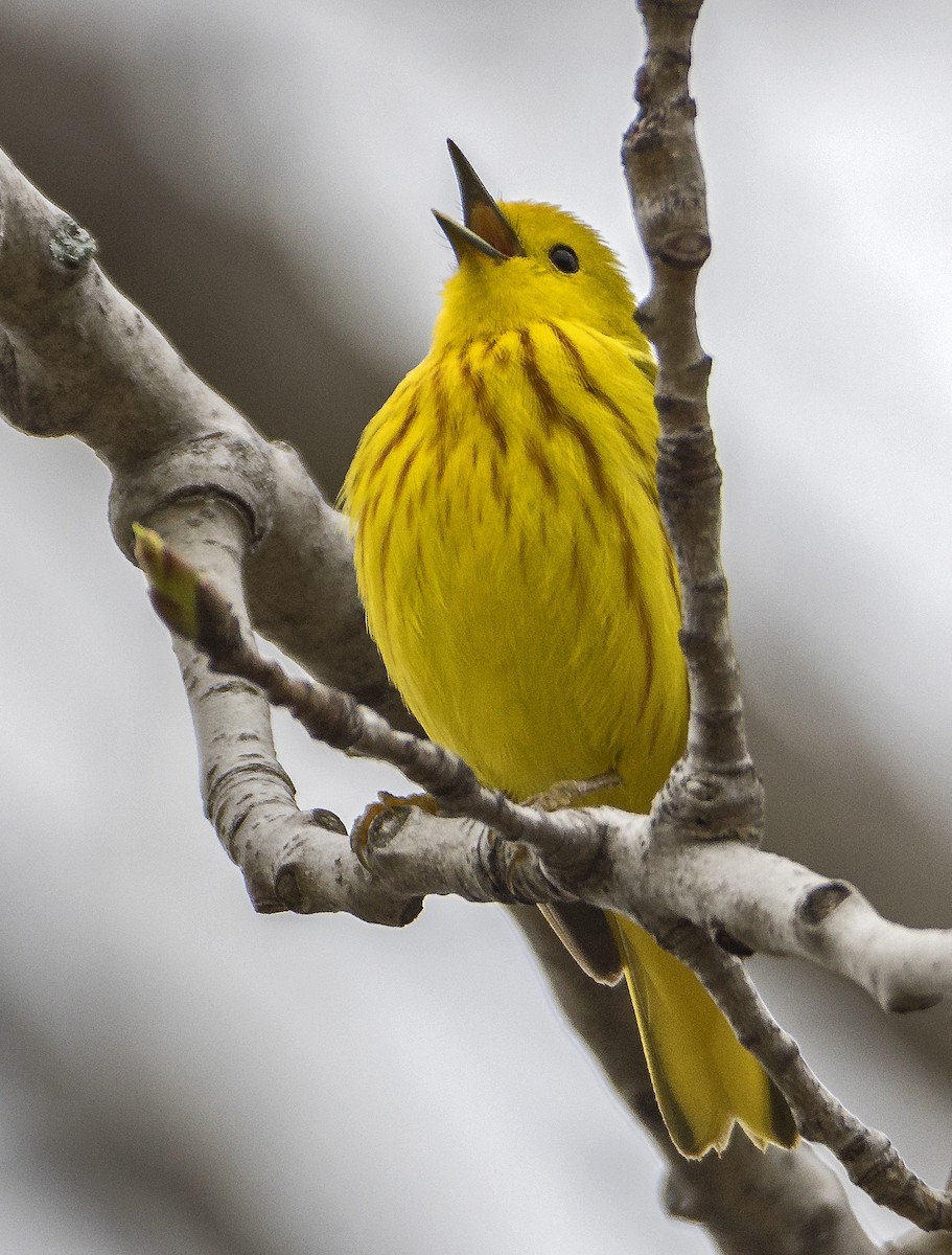 Yellow Warbler - Ken  Czworka