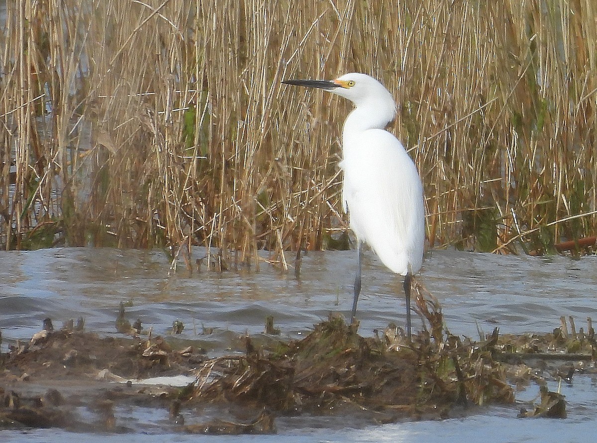 Snowy Egret - Jean Iron