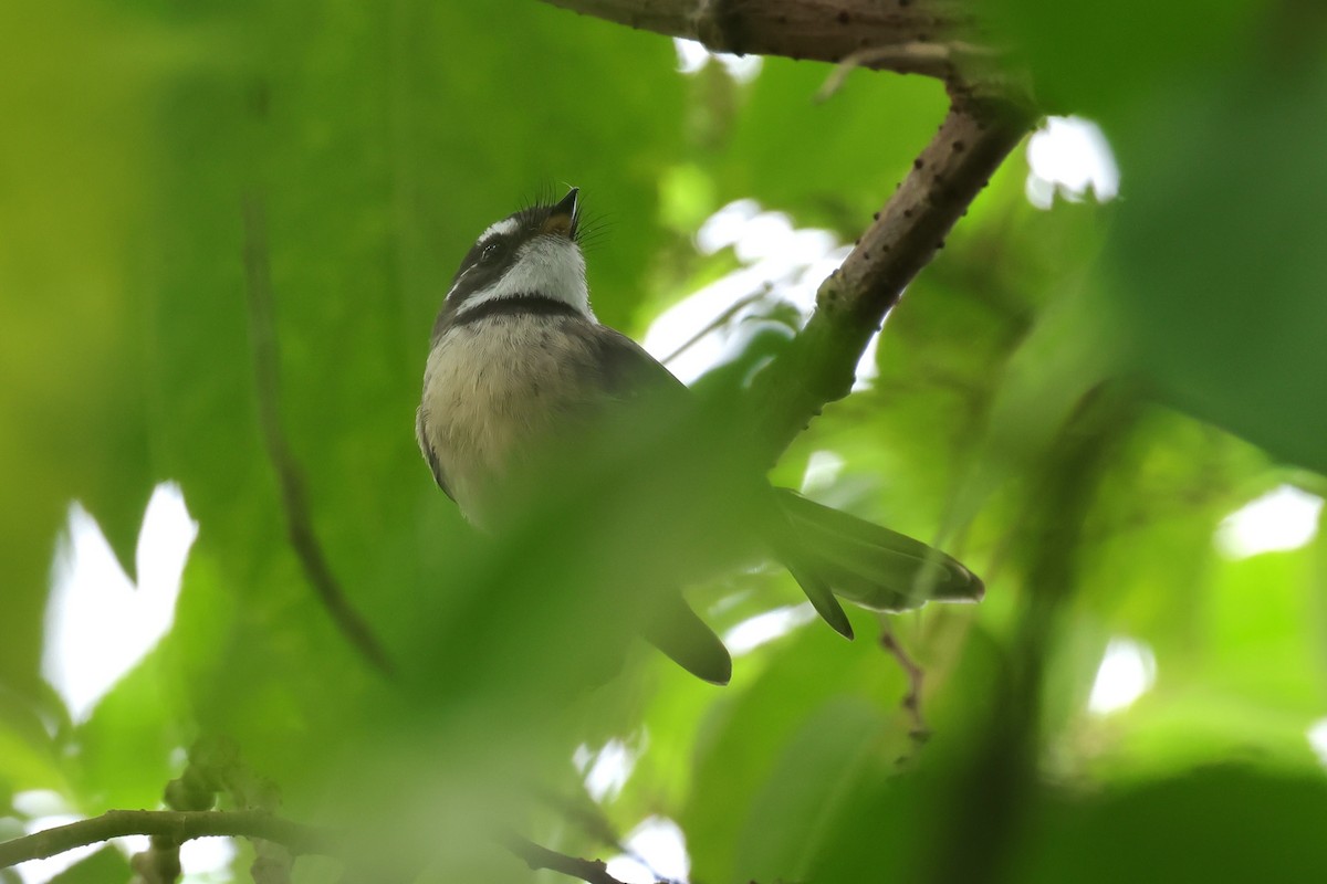 Gray Fantail - Peter Christiaen