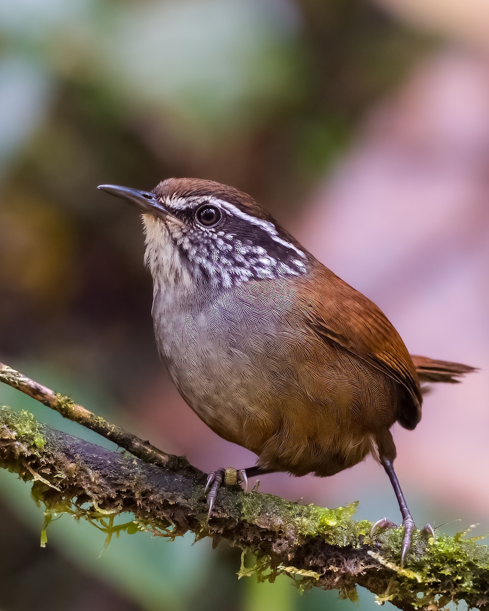 Munchique Wood-Wren - ML618241404