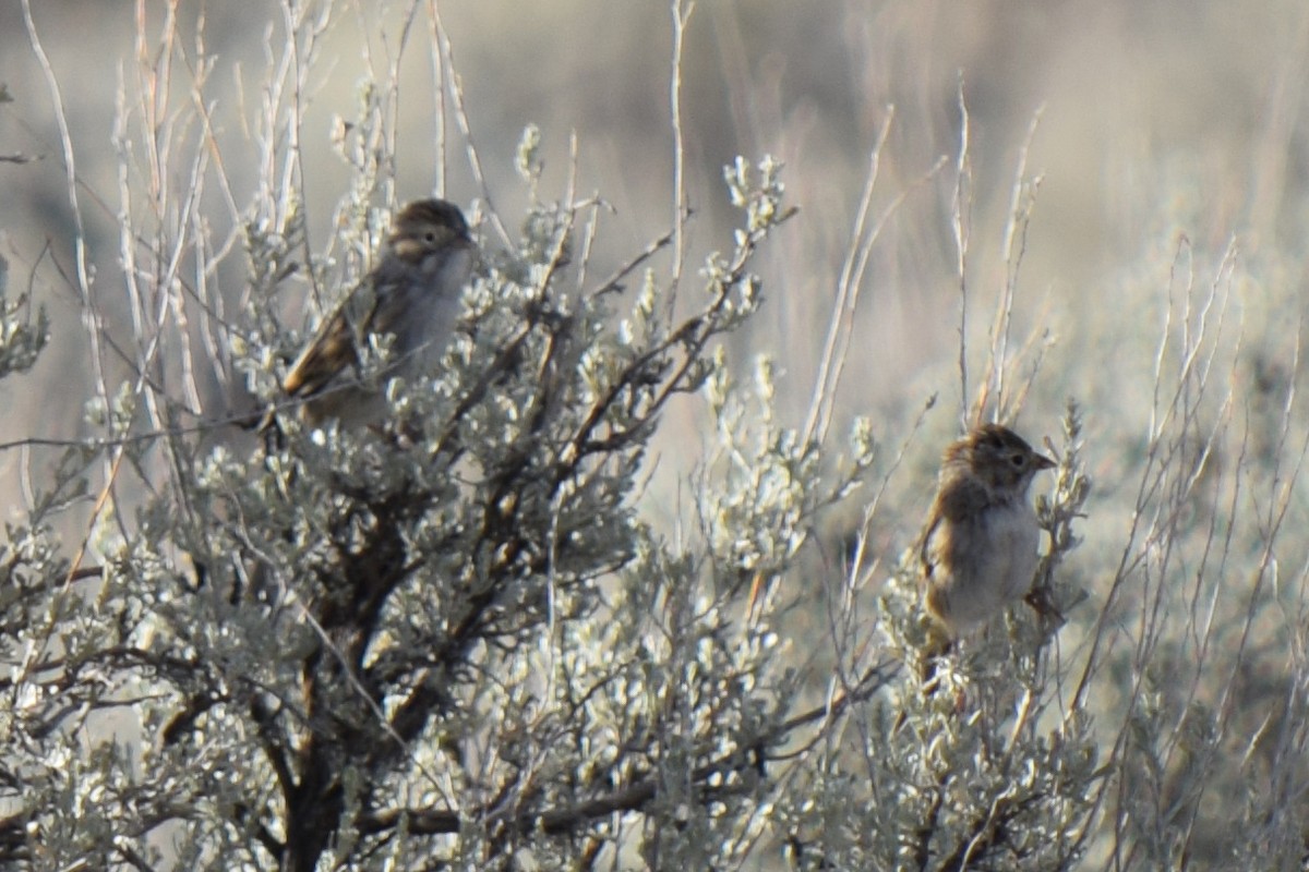 Brewer's Sparrow - James Bond