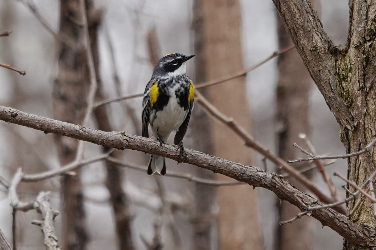 Yellow-rumped Warbler - Daniel Ouellette