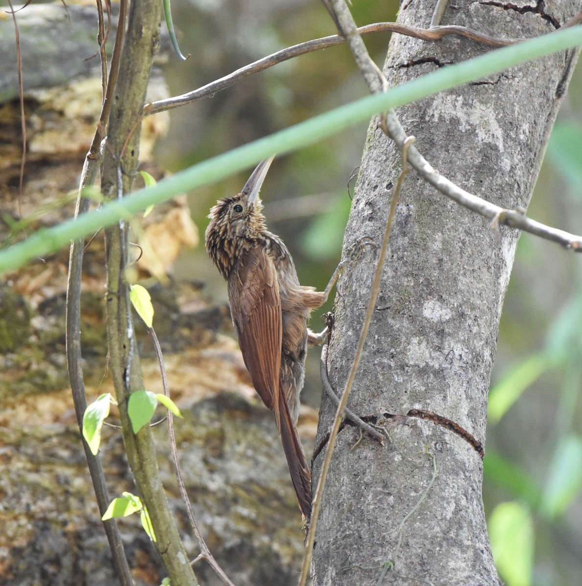 Ivory-billed Woodcreeper - Zuly Escobedo / Osberto Pineda