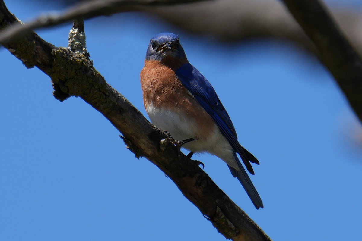 Eastern Bluebird - Paco Luengo