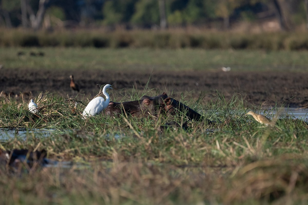 Great Egret - Ross Bartholomew