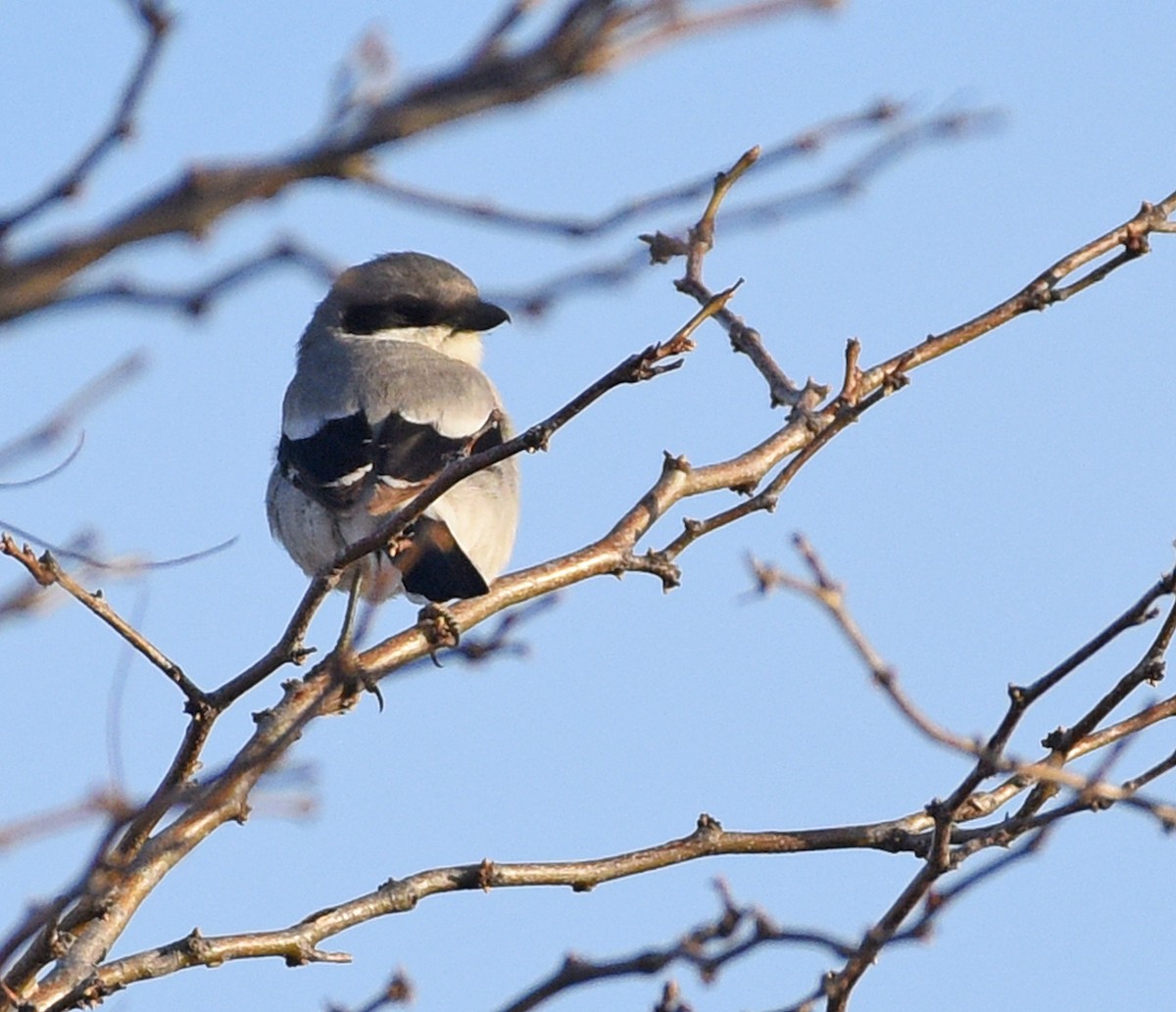 Loggerhead Shrike - Steven Mlodinow