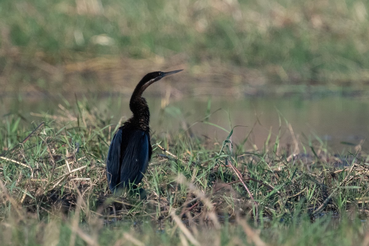 African Darter - Ross Bartholomew