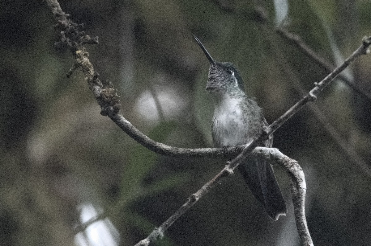 Colibrí Gorjivioleta - ML618241466