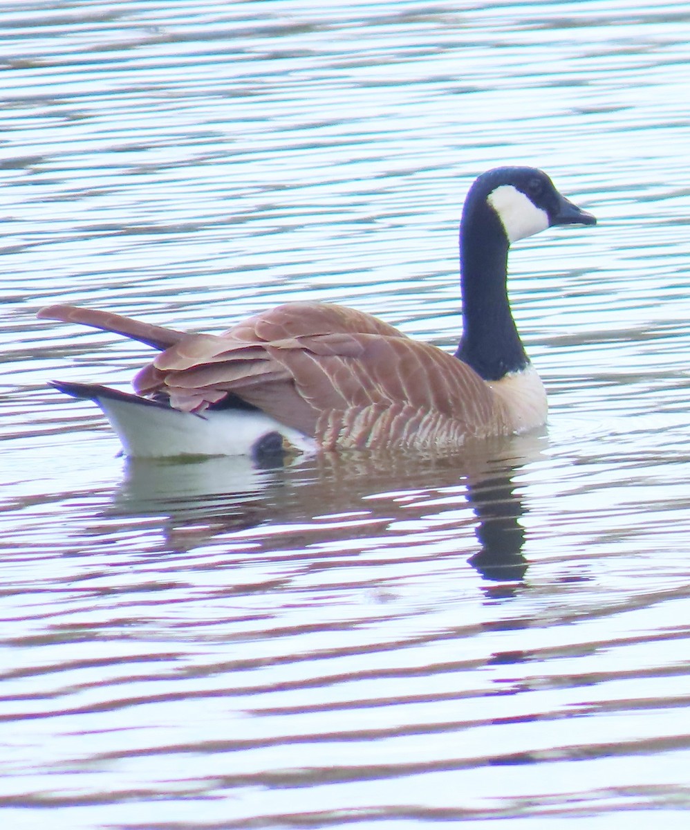 Cackling Goose - Patrick O'Driscoll