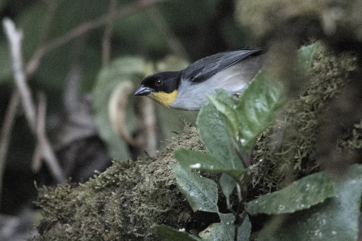 White-naped Brushfinch - Kevin Thompson