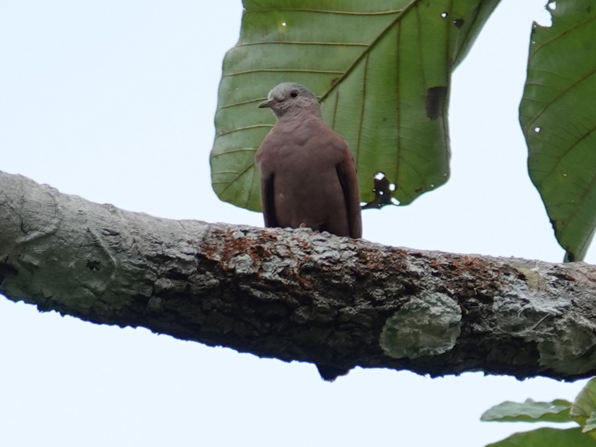 Ruddy Ground Dove - Barry Reed