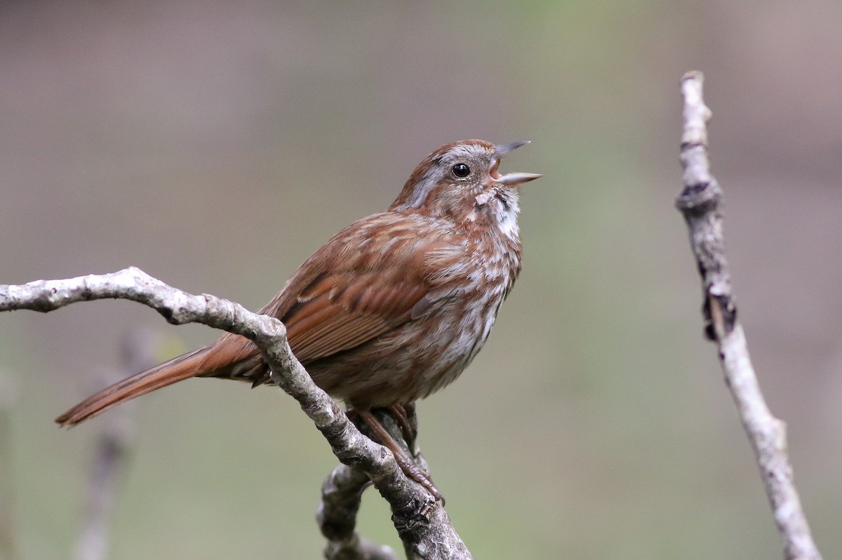 Song Sparrow - Michael O'Brien