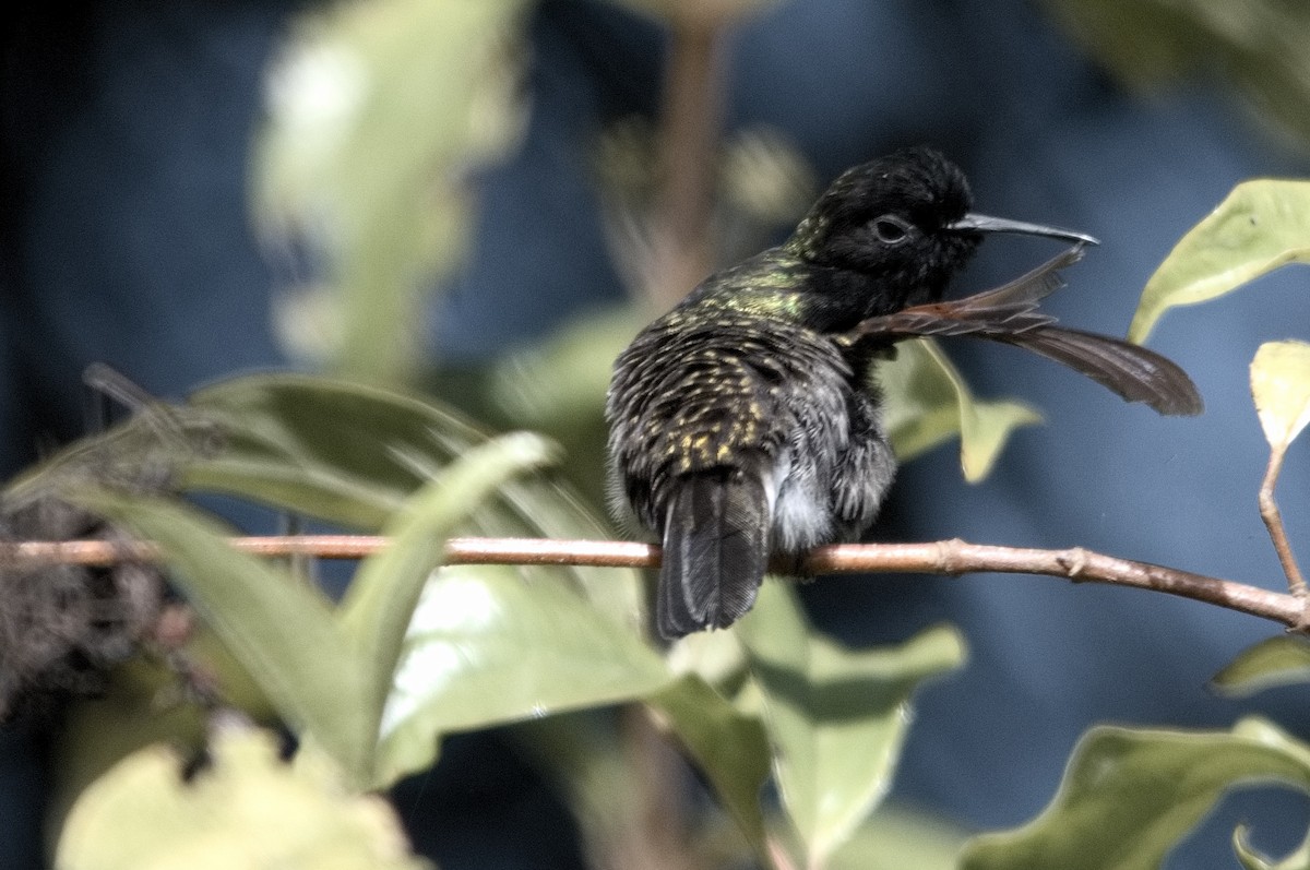 Black-bellied Hummingbird - Kevin Thompson