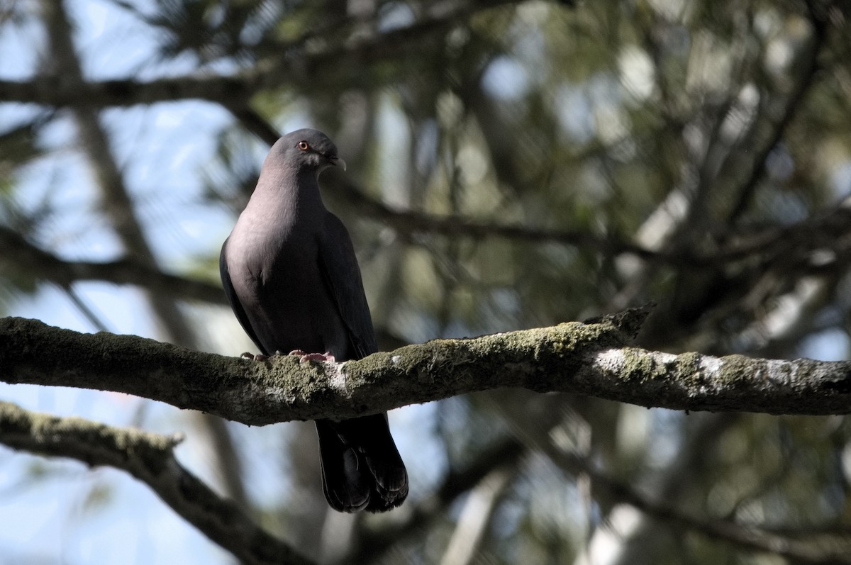 Short-billed Pigeon - Kevin Thompson