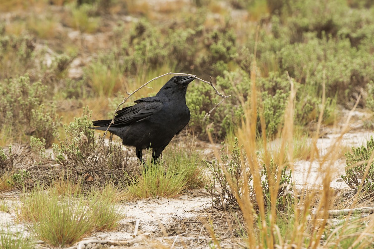 Fish Crow - ML618241537